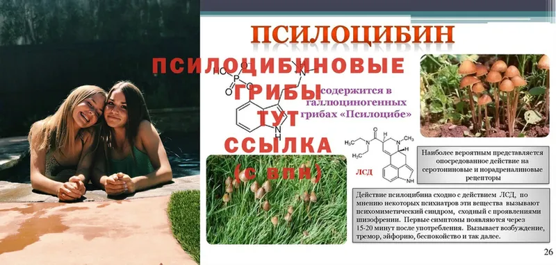 Псилоцибиновые грибы Psilocybine cubensis  ОМГ ОМГ ссылка  Кемь 